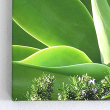 Agave Photo Art Print On Canvas