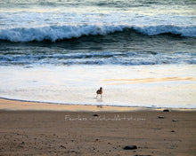 Sandpiper Large Photo Art Print On Canvas - Fearless