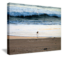 Sandpiper Large Photo Art Print On Canvas - Fearless