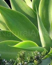 Agave Photo Art Print On Canvas